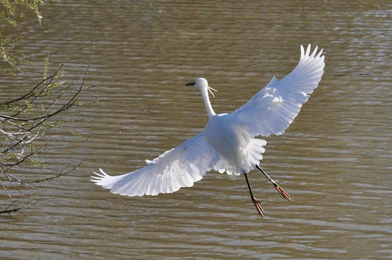  Camargue Pont de Grau photo egret-little0027b.jpg