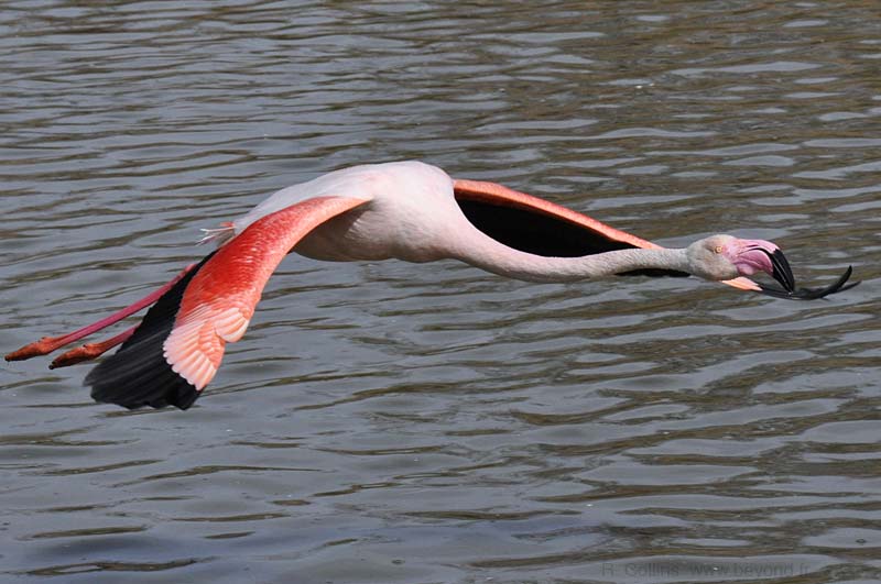  Plains photo flamingo0065b.jpg