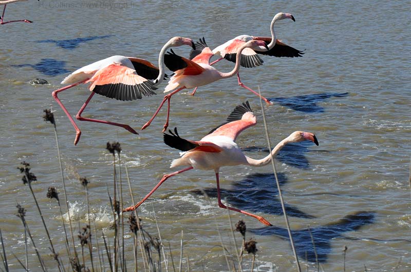  Camargue Pont de Grau photo flamingo0141b.jpg