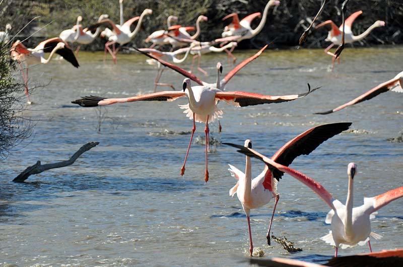  Camargue Pont de Grau photo flamingo0166b.jpg