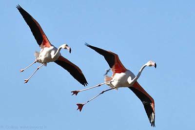Parc Ornithologique de Pont de Grau