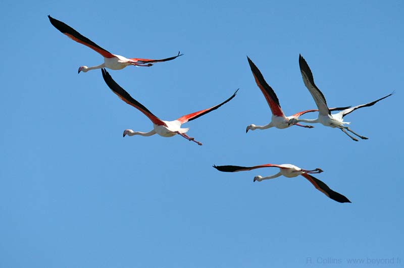  Camargue photo flamingo0180b.jpg