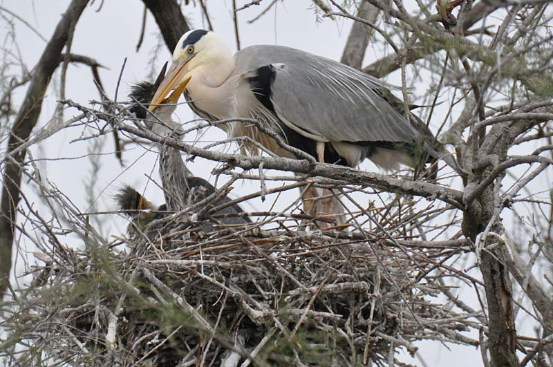  Camargue Pont de Grau photo heron0046b.jpg