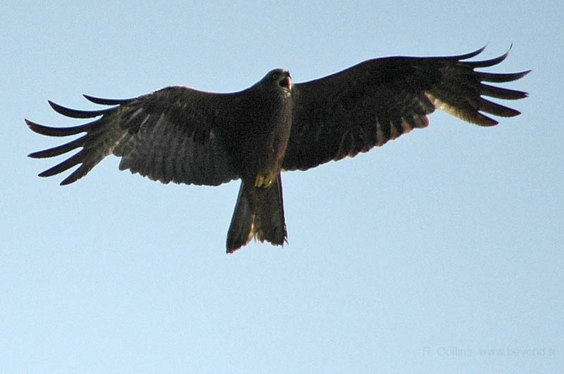  Camargue Pont de Grau photo kite-black0012b.jpg