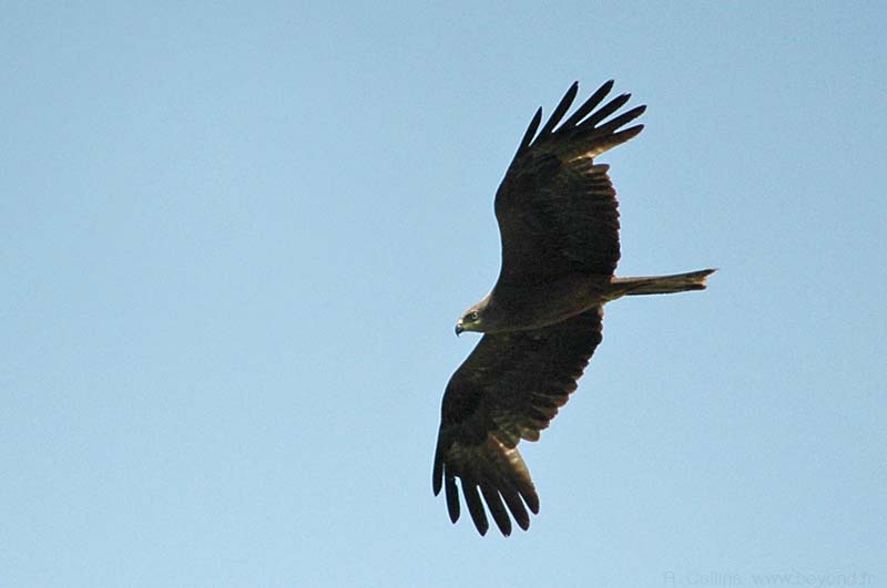  Camargue photo kite-black0017b.jpg