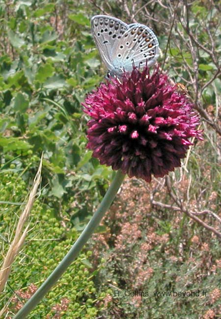  Carcès Lake photo leekroundhead0001b.jpg