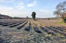 This lavender field just southeast of