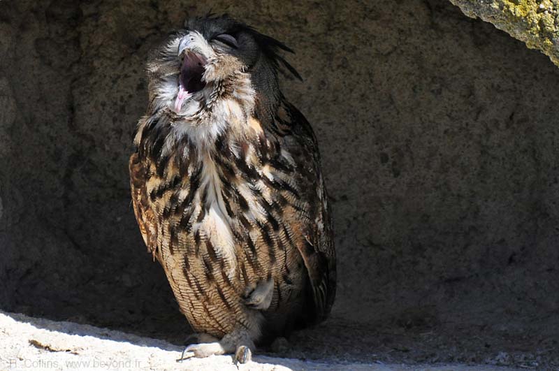  Camargue Pont de Grau photo owl-eagle0017b.jpg