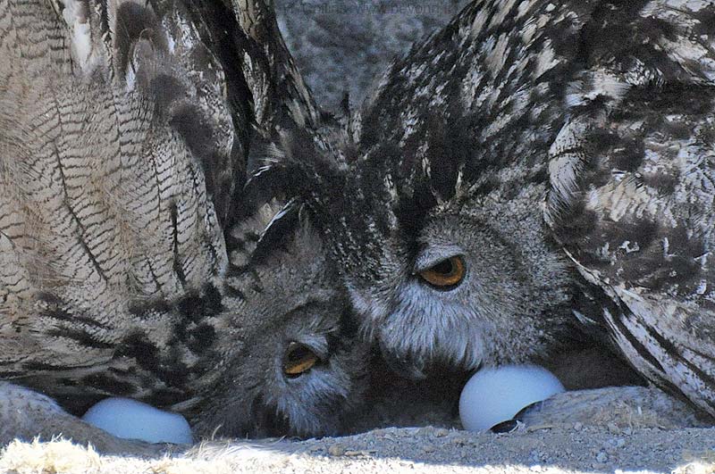  Camargue Pont de Grau photo owl-eagle0024b.jpg