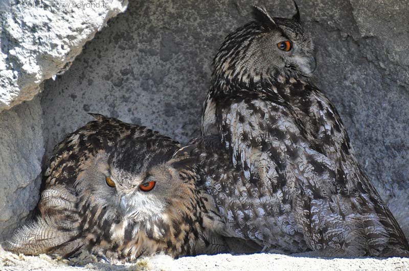  Camargue Pont de Grau photo owl-eagle0030b.jpg