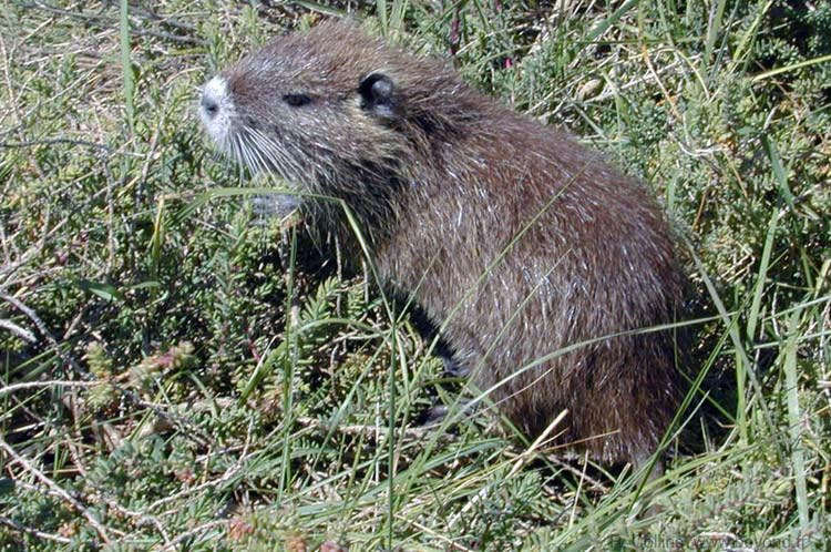  Camargue Pont de Grau photo ragondin0003b.jpg