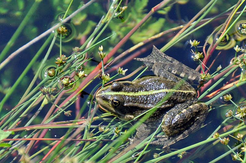  Saint Martin Lavoir photo st-martin-frog0003b.jpg