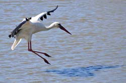  Camargue Pont de Grau photo stork-white0020b250.jpg