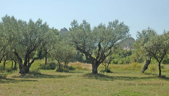  Saint Paul-de-Mausole photo stpaulmausole0005b.jpg