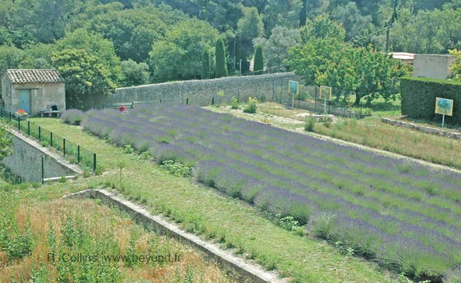  Saint Paul-de-Mausole photo stpaulmausole0043b.jpg