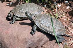 European Pond Terrapin photo 