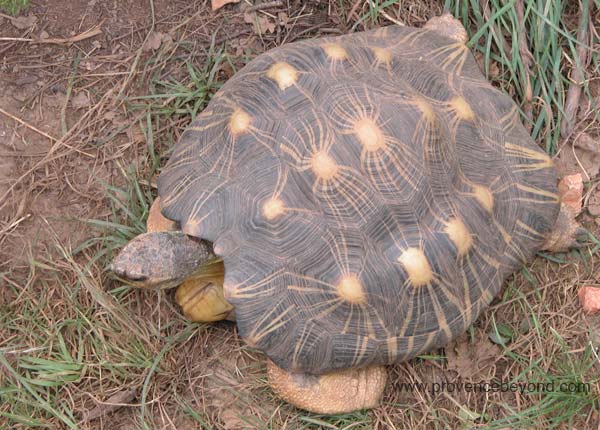  Turtle Village photo turtlevillage0052.jpg