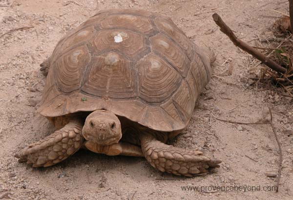  Turtle Village photo turtlevillage0057.jpg