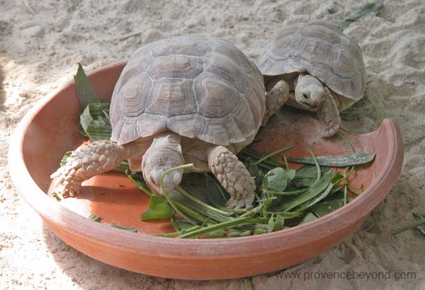  Turtle Village photo turtlevillage0063.jpg