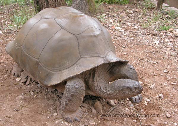  Turtle Village photo turtlevlginfo0021.jpg