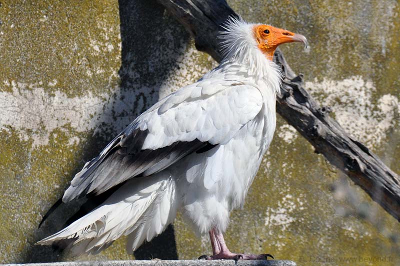  Camargue Pont de Grau photo vulture-egyptian0001b.jpg