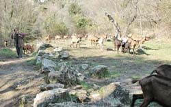 Fellow travellers on the GR51 at