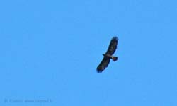 Golden eagle soaring high above on