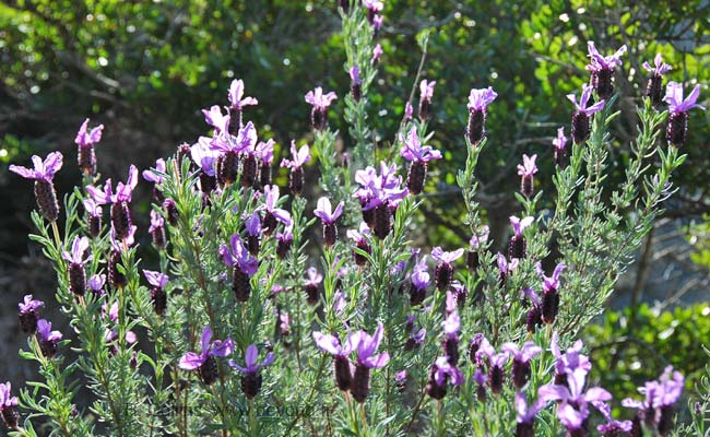  Cap Roux Hike photo lavendertrue0004b.jpg