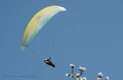 Parasailer Spring blossoms