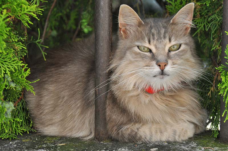  Aramon Cats photo aramon-cat0014b.jpg