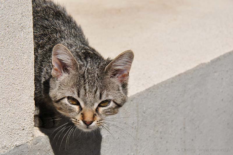  Aramon Cats photo aramon-cat0022b.jpg