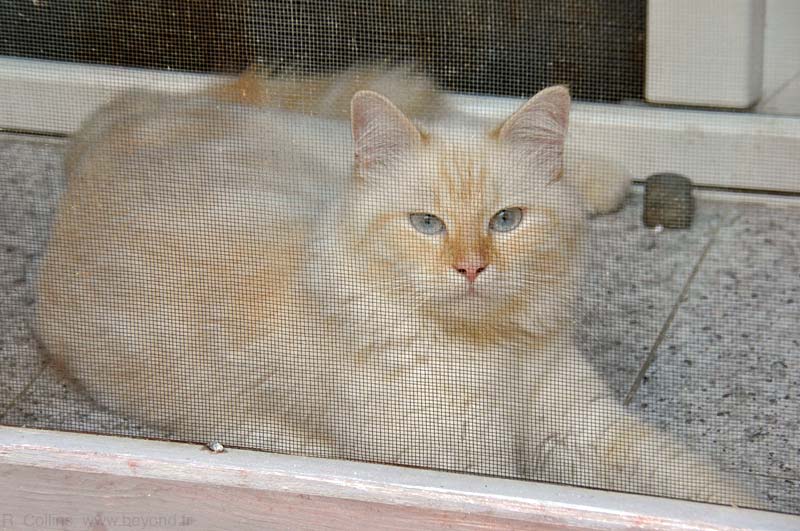  Aramon Cats photo aramon-cat0026b.jpg