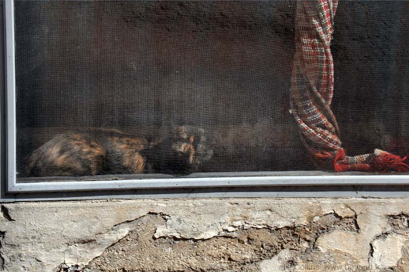  Aramon Cats photo aramon-cat0027b.jpg