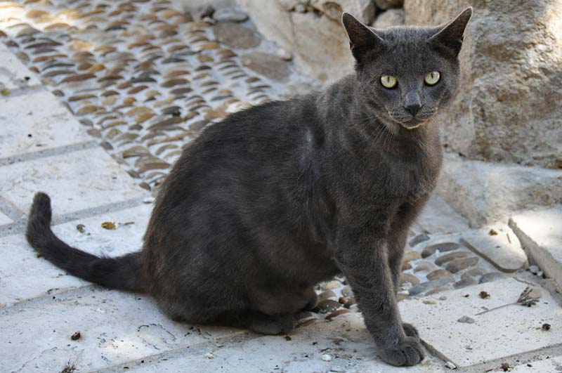  Aramon Cats photo aramon-cat0030b.jpg