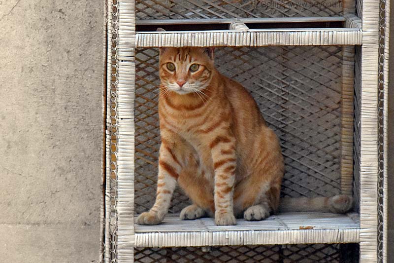  Aramon Cats photo aramon-cat0051b.jpg