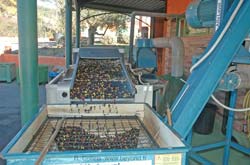 Callas Moulin olives photo-4