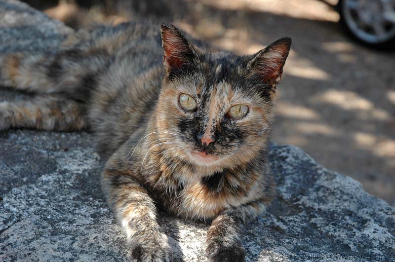  Village Cats Provence 2 photo correns-cat0038b.jpg