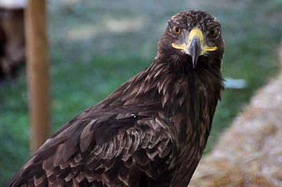  Birds of Provence photo eagle-golden0006b400.jpg
