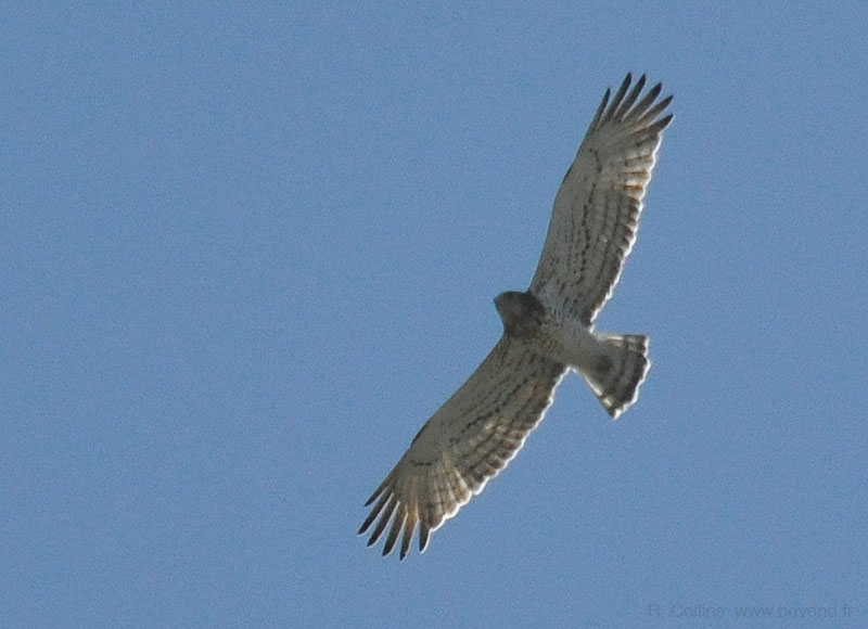  Birds of Provence photo eagle-short-toed0013b.jpg