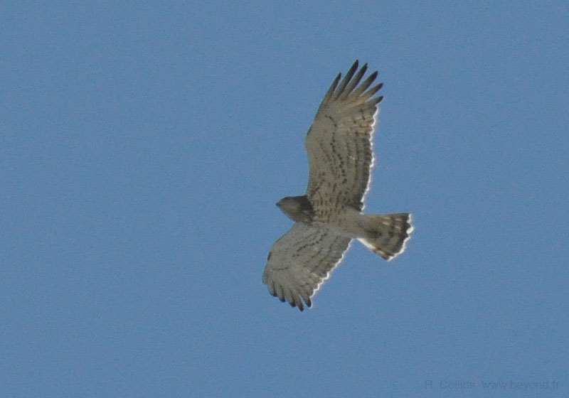  Birds of Provence photo eagle-short-toed0014b.jpg