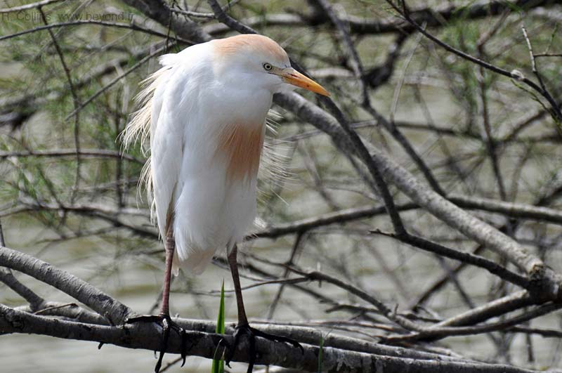  Birds of Provence photo egret-cattle0006b.jpg