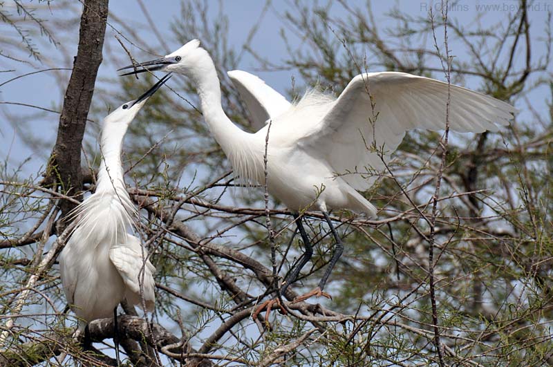  Birds of Provence photo egret-little0005b.jpg