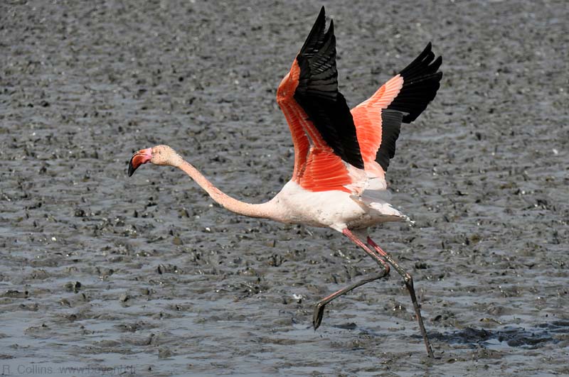  Birds of Provence photo flamingo0069b.jpg