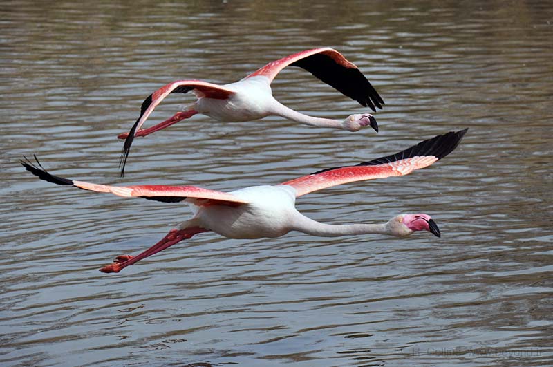  Birds of Provence photo flamingo0079b.jpg