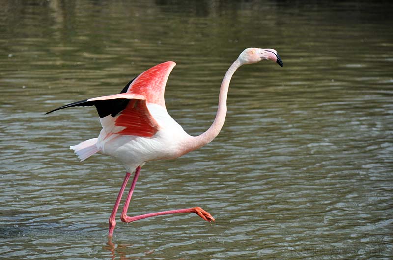  Birds of Provence photo flamingo0080b.jpg