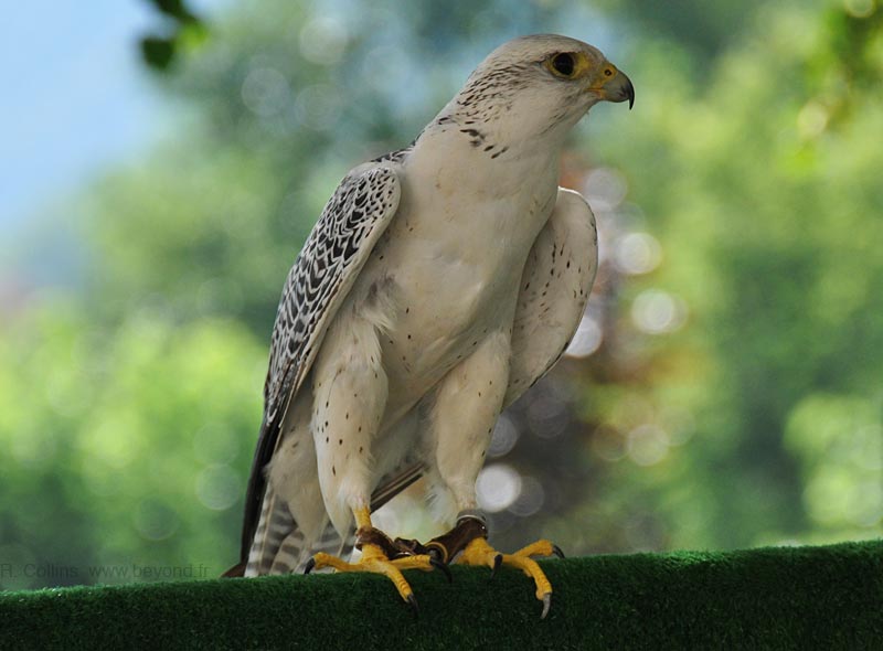  Birds of Provence photo gyrfalcon0008b.jpg