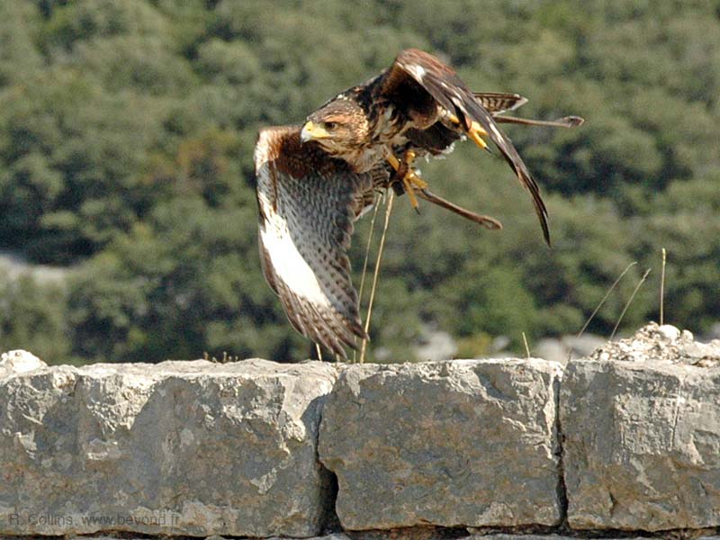  Birds of Provence photo hawk-harriss0025b.jpg