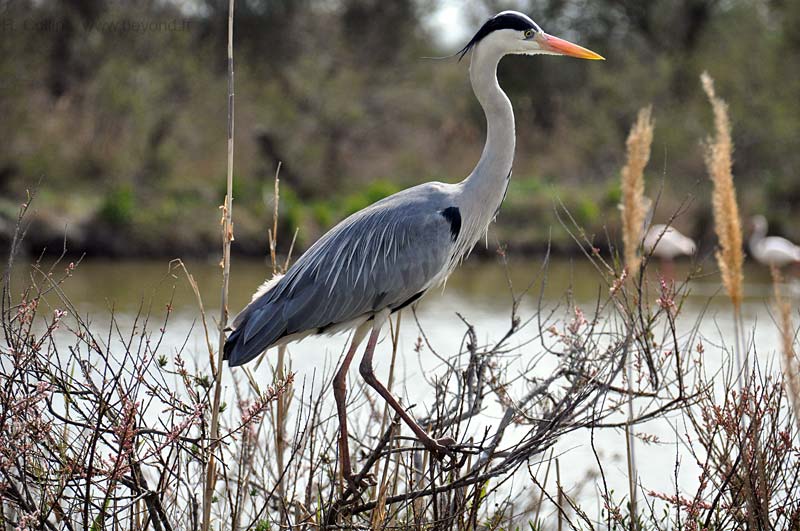  Birds of Provence photo heron0019b.jpg
