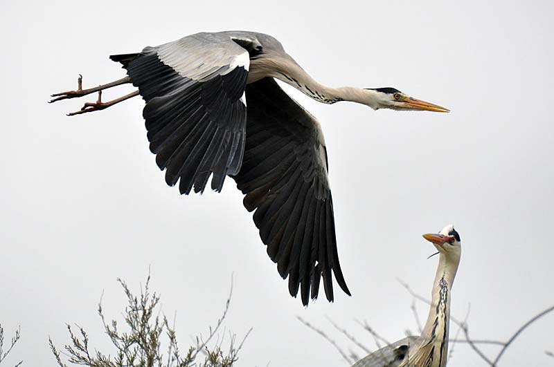  Birds of Provence photo heron0041b.jpg