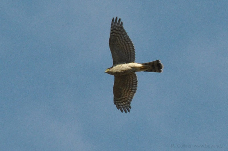  Birds of Provence photo honey-buzzard0008b.jpg